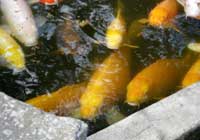 日本庭園　池の鯉
