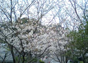 中央公園の桜