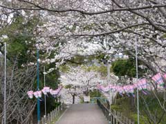 佐世保公園の桜