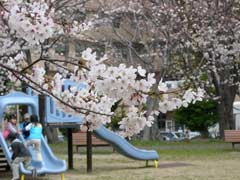 佐世保公園の桜