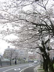 合同庁舎裏手の桜