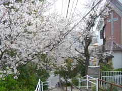 比良町教会前の桜