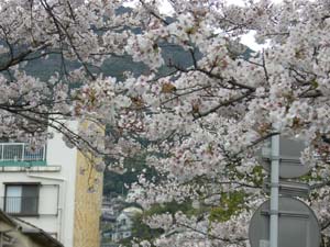 清水中学校そばの桜